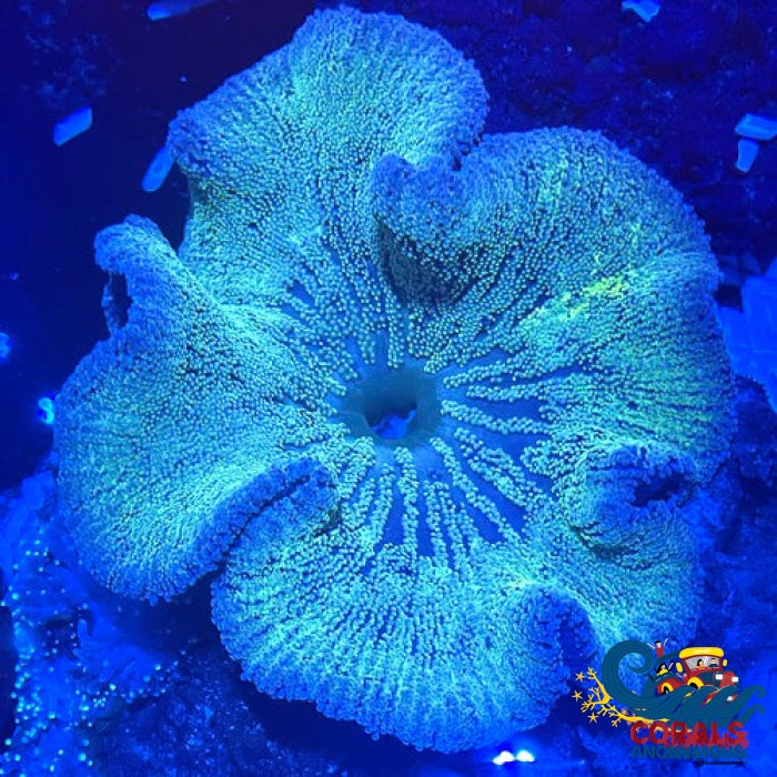 Gray Rimmed Green Haddoni Carpet Anemone