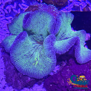Gray Rimmed Green Haddoni Carpet Anemone