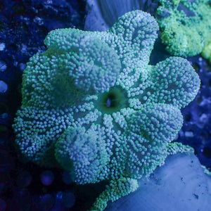 Neon Peppermint Haddoni Carpet Anemone