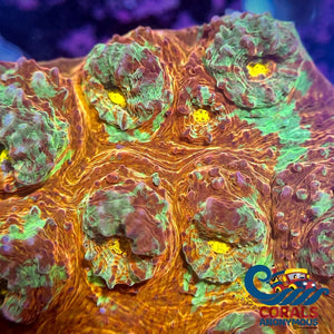 Aussie Fiji Blast Chalice (0.75-1 Frag) Chalice