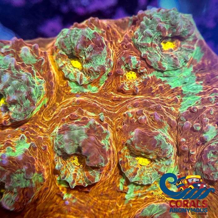 Aussie Fiji Blast Chalice (0.75-1 Frag) Chalice