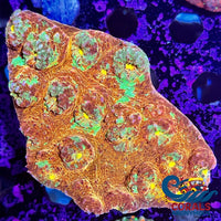 Aussie Fiji Blast Chalice (0.75-1 Frag) Chalice

