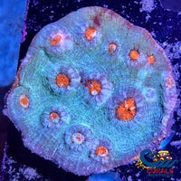 Aussie Lava Abyss Chalice (0.75-1 Frag) Chalice