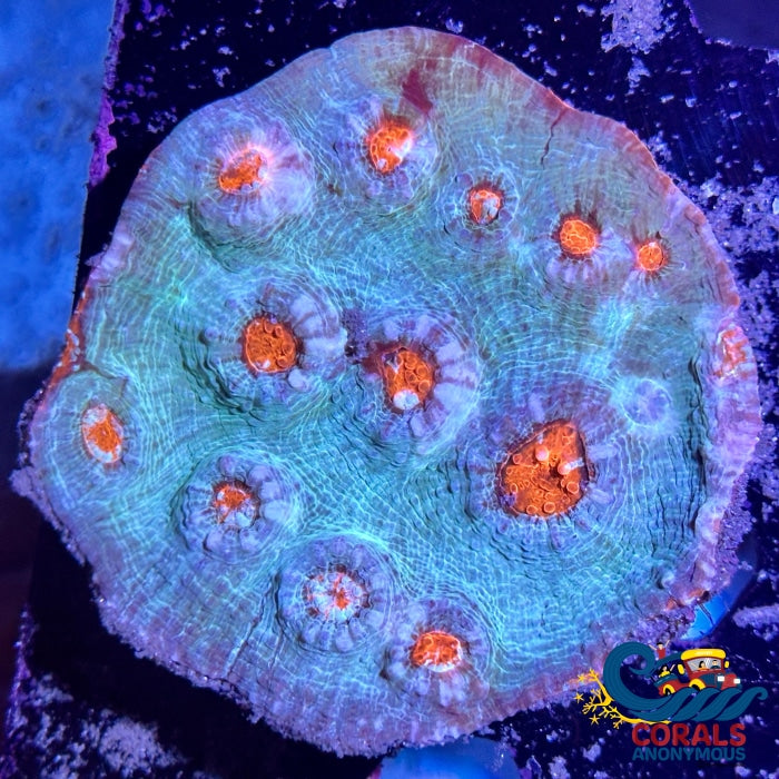 Aussie Lava Abyss Chalice (0.75-1 Frag) Chalice