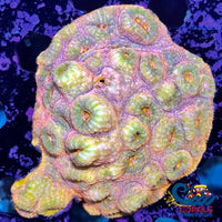 Aussie Pink Fantasia Chalice (0.75-1 Frag) Chalice
