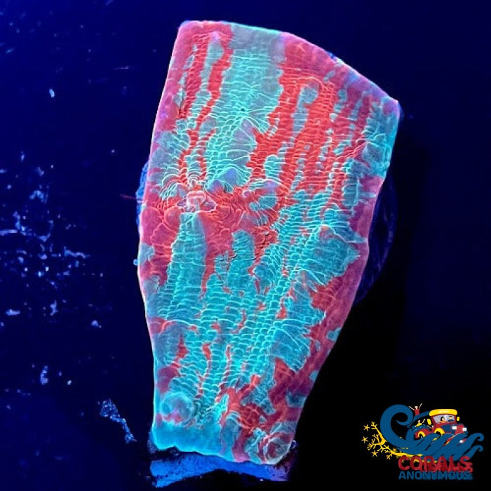 Bloody Specter Chalice (0.5-1 Frag) Chalice