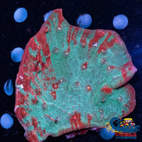 Bloody Specter Chalice (0.5-1 Frag) Chalice
