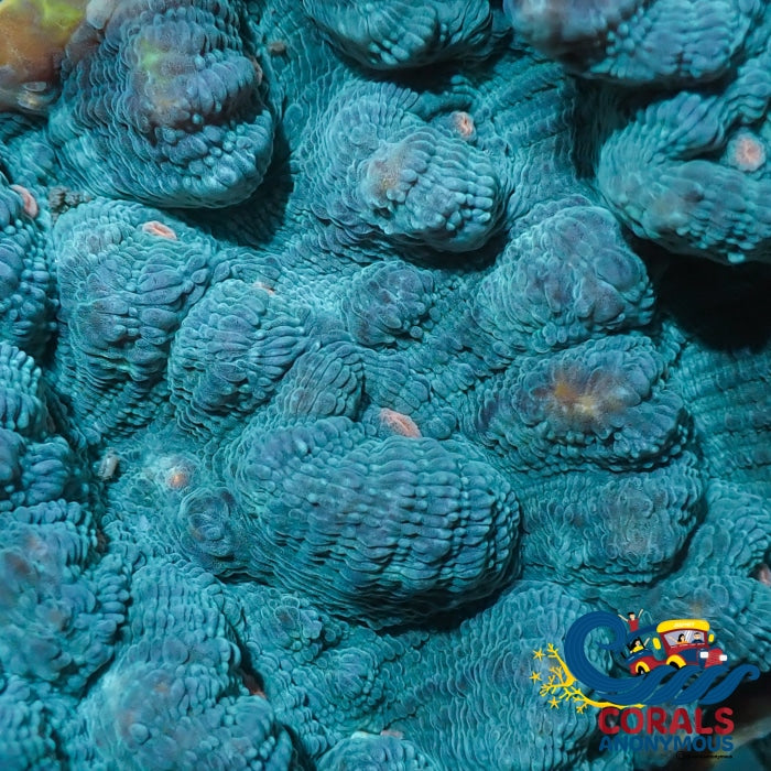 Blueberry Cherry Eye Chalice (1 Frag) Chalice