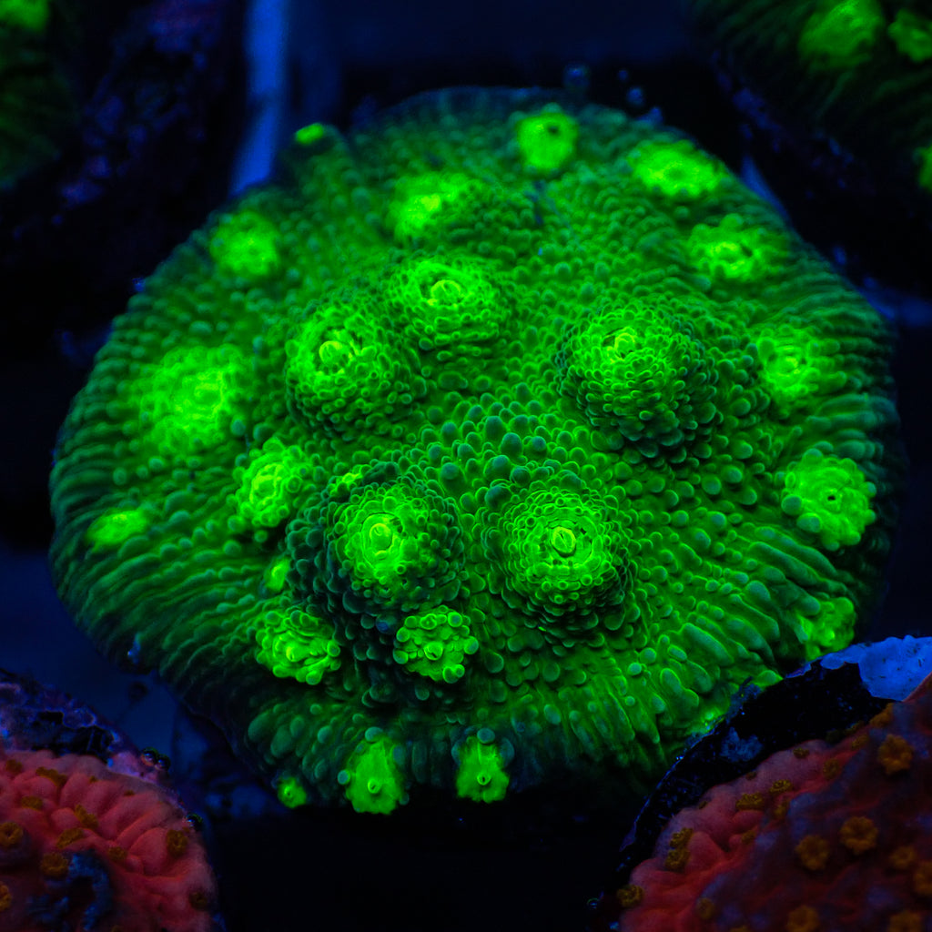 ECC Hollywood Stunner Chalice (1” Frag)