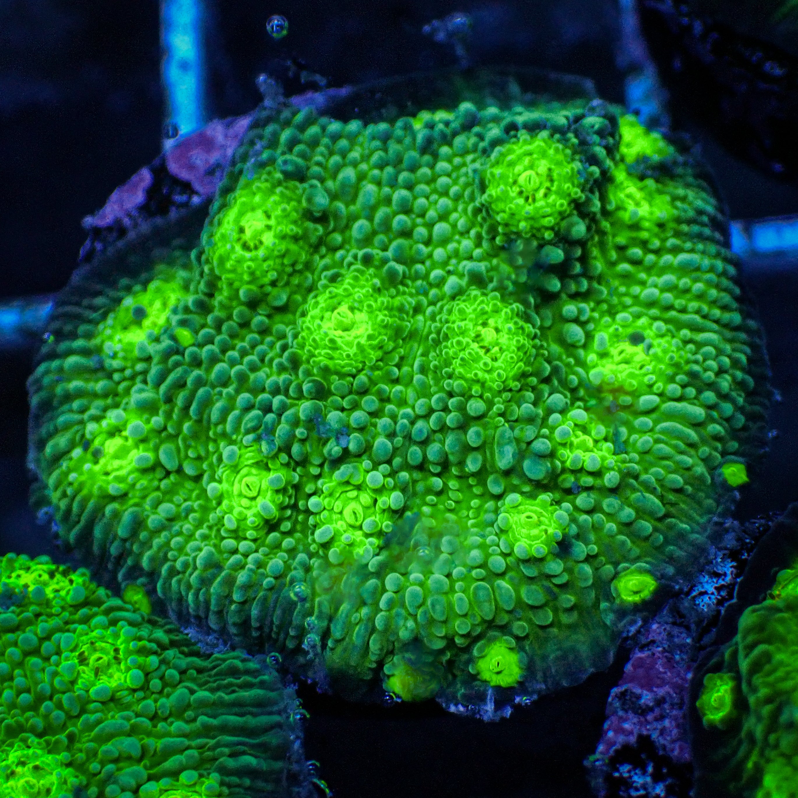ECC Hollywood Stunner Chalice (1” Frag) | Corals Anonymous
