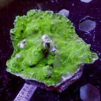 Green Chalice (1" Frag)