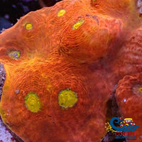 Hells Gate Chalice (0.5-1 Frag) Chalice