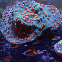 Miami Hurricane Chalice (1" Frag) - Corals Anonymous