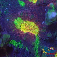 Rainbow Glitter Mycedium Chalice (1 Frag) Chalice
