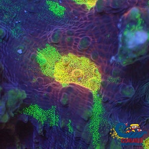 Rainbow Glitter Mycedium Chalice (1 Frag) Chalice