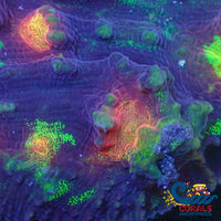 Rainbow Glitter Mycedium Chalice (1 Frag) Chalice
