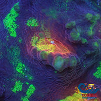 Rainbow Glitter Mycedium Chalice (1 Frag) Chalice
