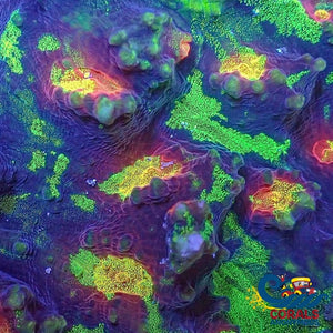 Rainbow Glitter Mycedium Chalice (1 Frag) Chalice