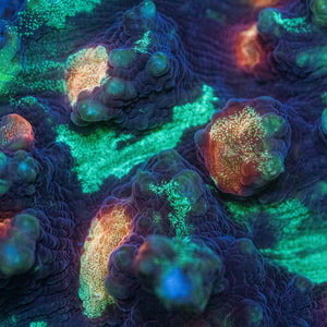 Rainbow Glitter Mycedium Chalice (1" Frag) (SP13) - Corals Anonymous
