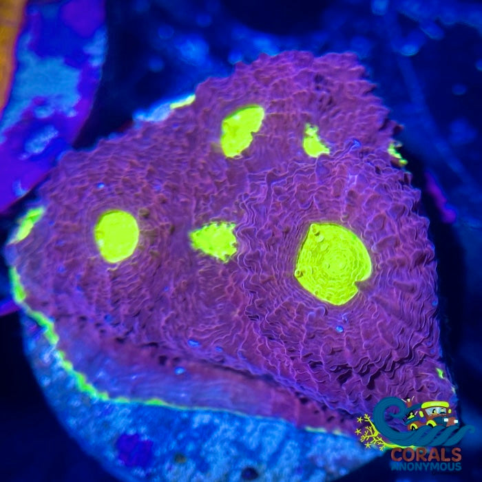 Royal Alien Eye Chalice (1-2” Frag) | Corals Anonymous