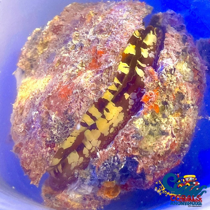 Caribbean Thorny Oyster (Spondylus Americanus) Clam