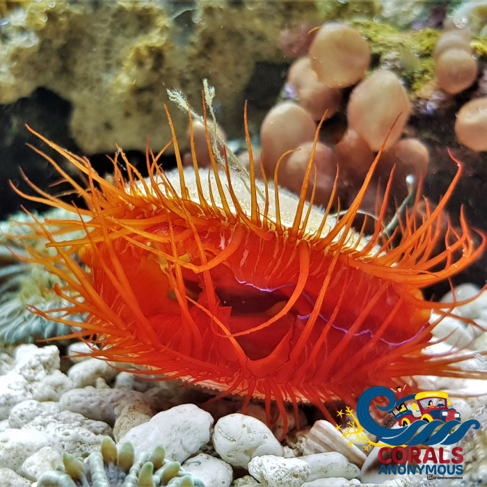 Electric Eye Flame Scallop Clam