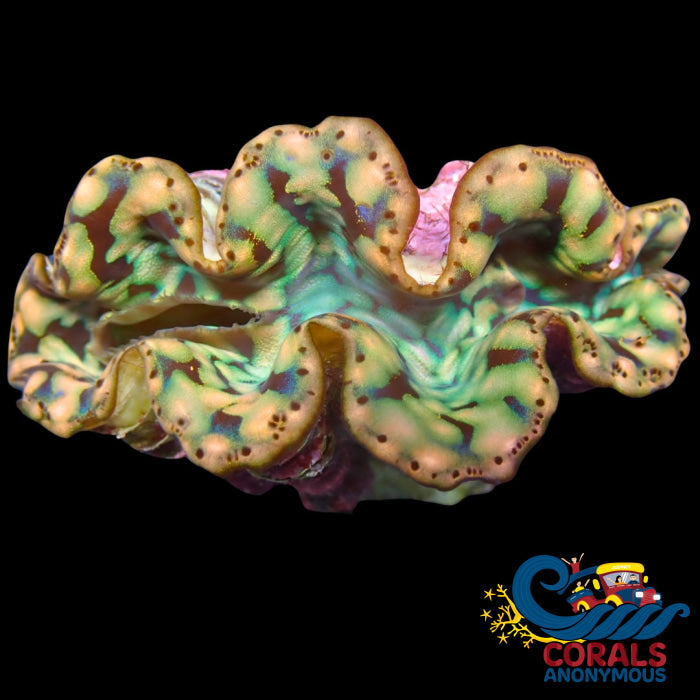 Gold Blue Multicolor Tridacna Maxima Clam (2-3) Clam
