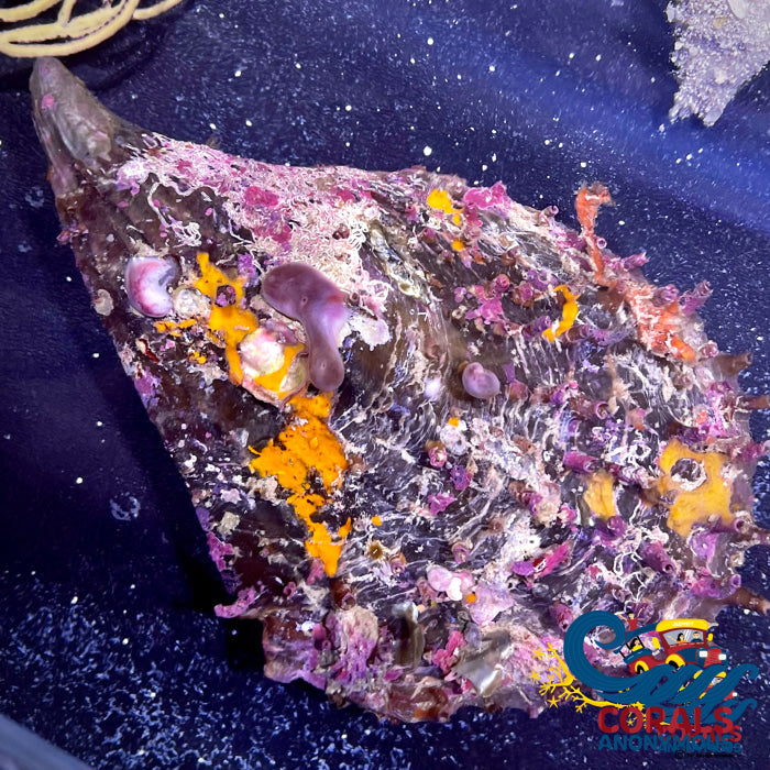 Penshell Clam (5-6) Clam