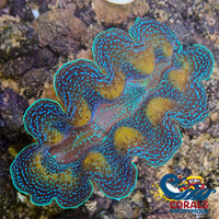 Ultra Gold Rim Blue Tridacna Crocea Clam (1.5-2") (Aquaculture) - Corals Anonymous
