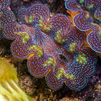 Ultra Gold Rim Blue Tridacna Crocea Clam (1.5-2") (Aquaculture) - Corals Anonymous
