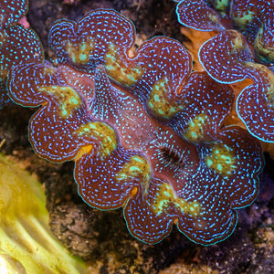 Ultra Gold Rim Blue Tridacna Crocea Clam (1.5-2") (Aquaculture) - Corals Anonymous