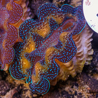 Ultra Gold Rim Blue Tridacna Crocea Clam (1.5-2") (Aquaculture) - Corals Anonymous
