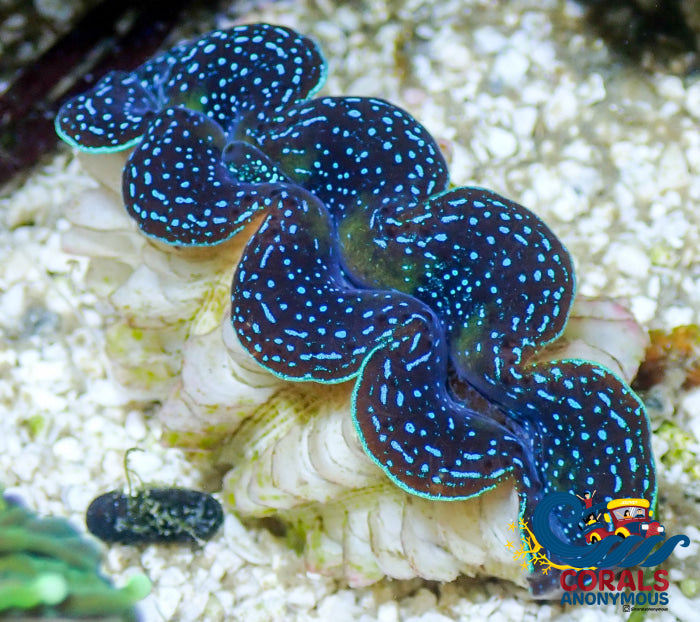 Blue Tridacna Crocea Clam (1.5-2