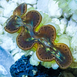 Multicolor Tridacna Maxima Clam (Aquaculture) - Corals Anonymous
