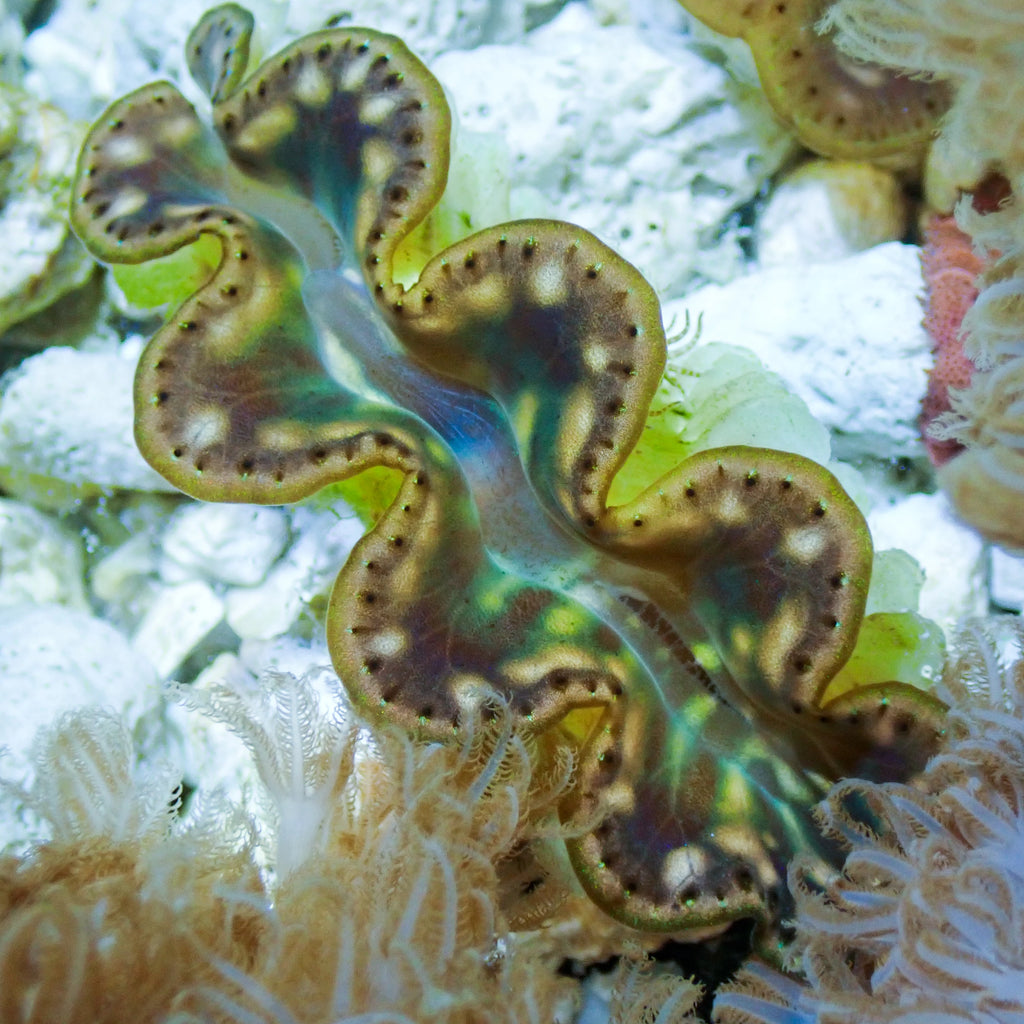 Multicolor Tridacna Maxima Clam (Aquaculture) - Corals Anonymous