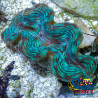 Ultra Blue Tridacna Squamosa Clam (Aquaculture) Clam
