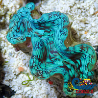 Ultra Blue Tridacna Squamosa Clam (Aquaculture) Clam
