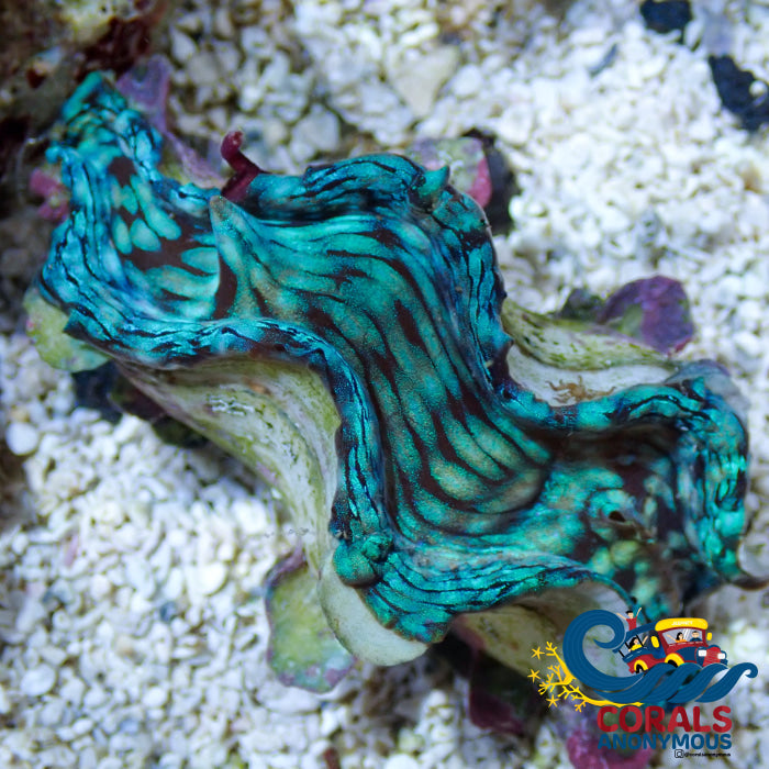 Ultra Blue Tridacna Squamosa Clam (Aquaculture) Clam