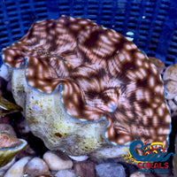 Tridacna Derasa Clam (Aquacultured) Clam
