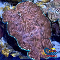 Tridacna Derasa Clam (Aquacultured) Clam
