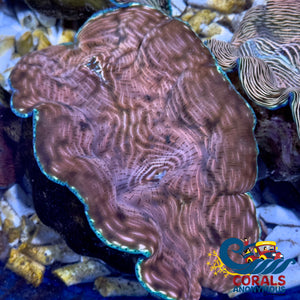 Tridacna Derasa Clam (Aquacultured) Clam