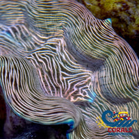 Tridacna Derasa Clam (Aquacultured) Clam

