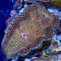 Tridacna Derasa Clam (Aquacultured) Clam
