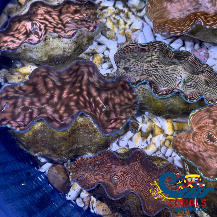 Tridacna Derasa Clam (Aquacultured) Clam