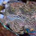 Tridacna Derasa Clam (Aquacultured) Clam