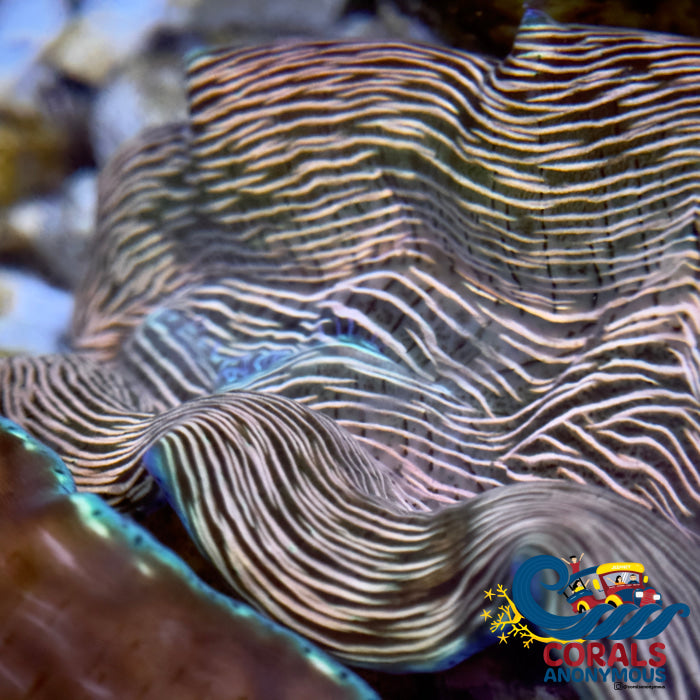 Tridacna Derasa Clam (Aquacultured) Clam