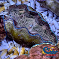 Tridacna Derasa Clam (Aquacultured) Clam