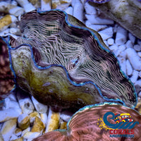 Tridacna Derasa Clam (Aquacultured) Clam
