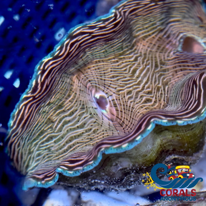Tridacna Derasa Clam (Aquacultured) Clam
