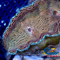 Tridacna Derasa Clam (Aquacultured) Clam
